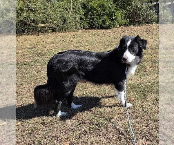 Medium Photo #1 Aussiedoodle Puppy For Sale in WILLS POINT, TX, USA