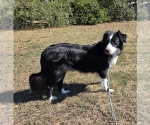 Mother of the Aussiedoodle puppies born on 09/11/2025