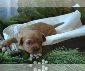 Medium Cavapoo (Miniature)