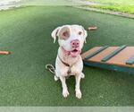Small #2 American Pit Bull Terrier