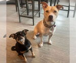 Small #11 American Pit Bull Terrier Mix