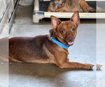 Small #1 Chihuahua Mix