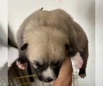 Small #9 Pomsky