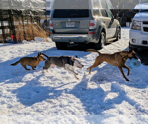 Mutt Dogs for adoption in Rustburg, VA, USA