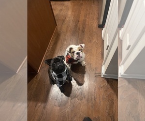 English Bulldog Puppy for sale in MATTHEWS, NC, USA