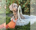 Boone - Male Dachshund Puppy for Sale - Photo #2