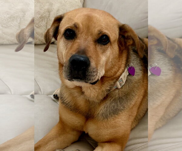 Medium Photo #6 German Shepherd Dog-Unknown Mix Puppy For Sale in Aurora, CO, USA