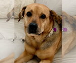 Small #5 German Shepherd Dog Mix
