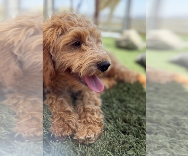Medium Photo #34 Goldendoodle-Poodle (Toy) Mix Puppy For Sale in MENIFEE, CA, USA