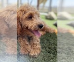 Small #5 Goldendoodle-Poodle (Toy) Mix