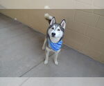 Small #2 Huskies  Mix