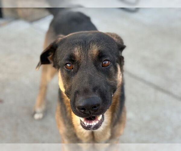 Medium Photo #1 German Shepherd Dog-Unknown Mix Puppy For Sale in Tulsa, OK, USA