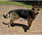 Small #1 German Shepherd Dog