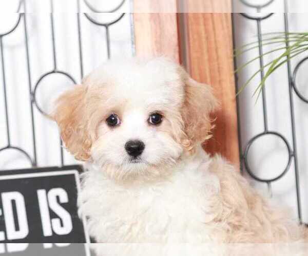 Medium Photo #3 Cav-A-Malt Puppy For Sale in NAPLES, FL, USA