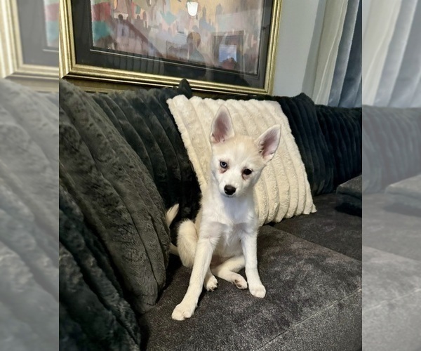 Medium Photo #225 Pomsky Puppy For Sale in LOVELAND, CO, USA