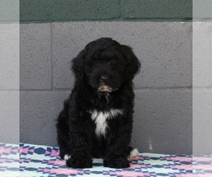 Portuguese Water Dog Puppy for sale in FREDERICKSBURG, OH, USA