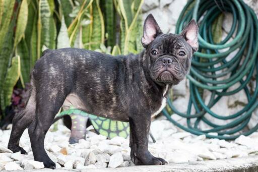 Medium Photo #6 French Bulldog Puppy For Sale in CUTLER BAY, FL, USA