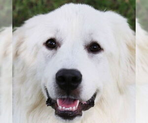 Great Pyrenees Dogs for adoption in Garland, TX, USA