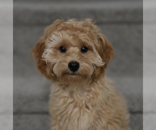 Medium Photo #3 Cavapoo Puppy For Sale in ROCKLEDGE, FL, USA