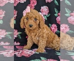 Small Photo #2 Poodle (Miniature) Puppy For Sale in NEW PROVIDENCE, PA, USA