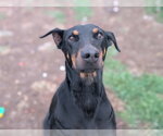 Small #5 Doberman Pinscher