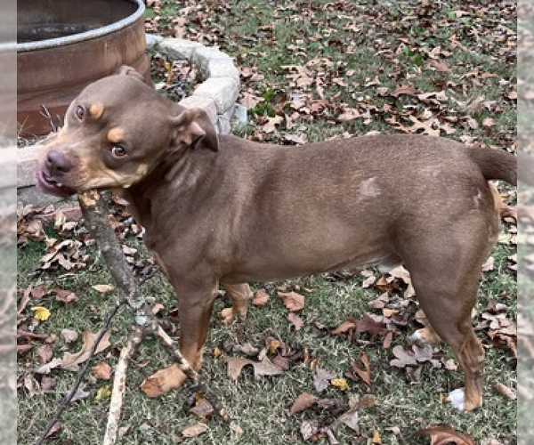 Medium Photo #3 American Bulldog-American Staffordshire Terrier Mix Puppy For Sale in Decatur, GA, USA