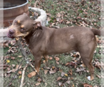 Small #2 American Bulldog-American Staffordshire Terrier Mix