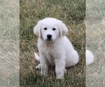 Small Photo #5 Golden Retriever Puppy For Sale in SYRACUSE, IN, USA