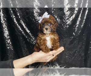 Poodle (Miniature) Puppy for sale in WARSAW, IN, USA