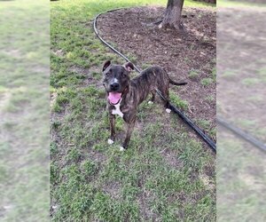 American Pit Bull Terrier-Unknown Mix Dogs for adoption in Plano, TX, USA
