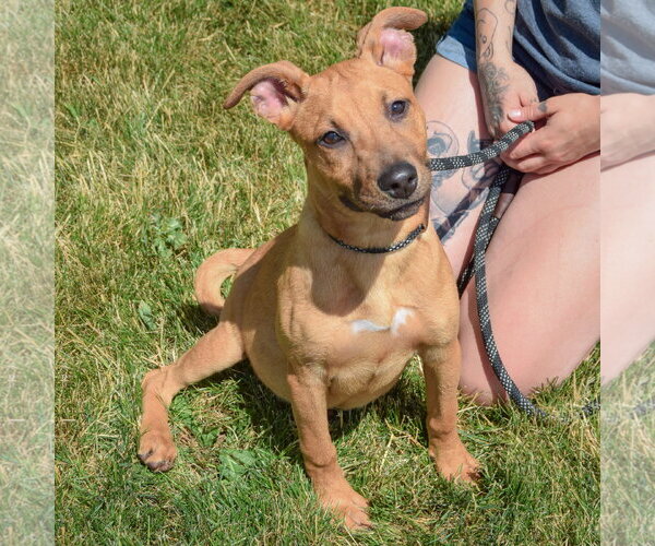Medium Photo #11 American Staffordshire Terrier-Boxer Mix Puppy For Sale in Huntley, IL, USA
