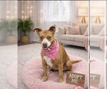 Rita - Female Mutt Dog for Adoption - Small photo