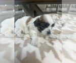 Small Photo #4 Mal-Shi Puppy For Sale in ROGERS, MN, USA