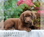Small #2 Labrador Retriever