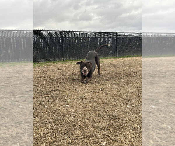 Medium Photo #2 Mutt Puppy For Sale in Evansville, IN, USA