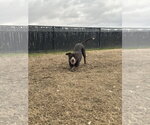 Small #1 Mutt