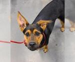 Small Rottweiler Mix