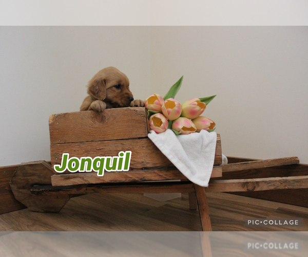 Medium Photo #6 Golden Retriever Puppy For Sale in MIDDLEBURG, PA, USA