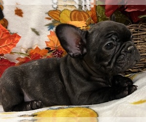 French Bulldog Puppy for sale in BOLIVAR, MO, USA