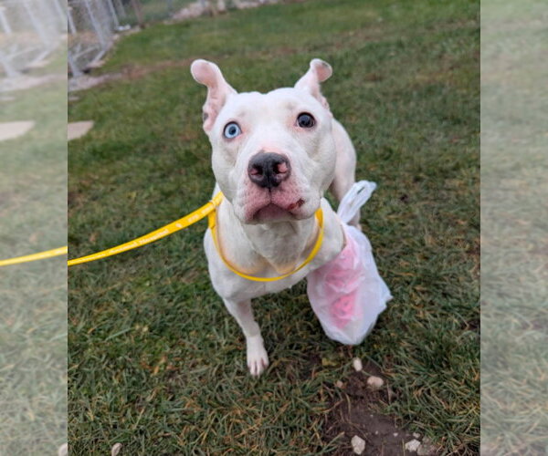 Medium Photo #2 Mutt Puppy For Sale in La Porte, IN, USA