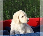 Small #22 Poodle (Standard)