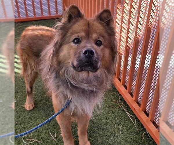 Medium Photo #1 Chow Chow-Unknown Mix Puppy For Sale in Las Vegas, NV, USA