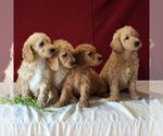 Small Photo #2 Goldendoodle-Poodle (Miniature) Mix Puppy For Sale in GORDONVILLE, PA, USA