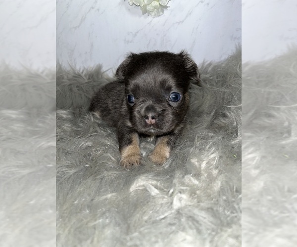 Medium Photo #11 French Bulldog Puppy For Sale in PHOENIX, AZ, USA