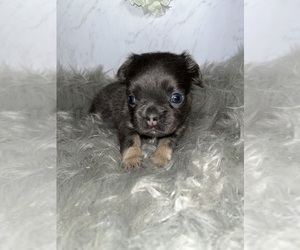 Medium French Bulldog