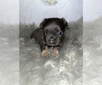 Puppy 6 French Bulldog