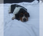 Small Photo #7 Basset Hound Puppy For Sale in NEW CANTON, VA, USA