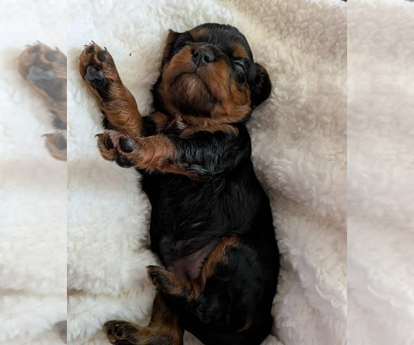 Medium Photo #33 Cavapoo (Miniature) Puppy For Sale in SAINT FRANCIS, MN, USA