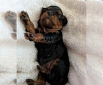 Small Photo #33 Cavapoo (Miniature) Puppy For Sale in SAINT FRANCIS, MN, USA
