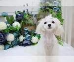 Small Photo #10 Maltese Puppy For Sale in HILO, HI, USA
